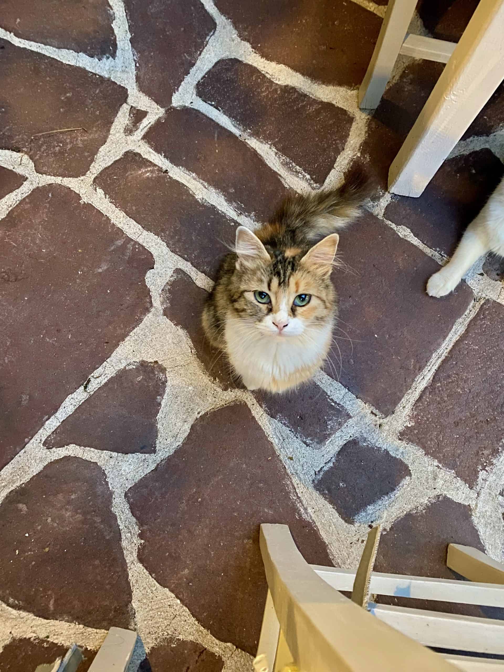 Cat at dinner in Cunda Island.
