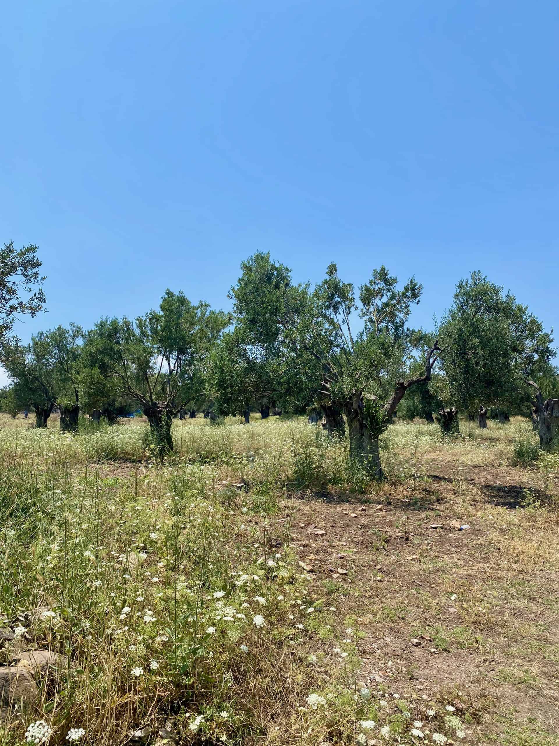Olive groves in Cunda Island.