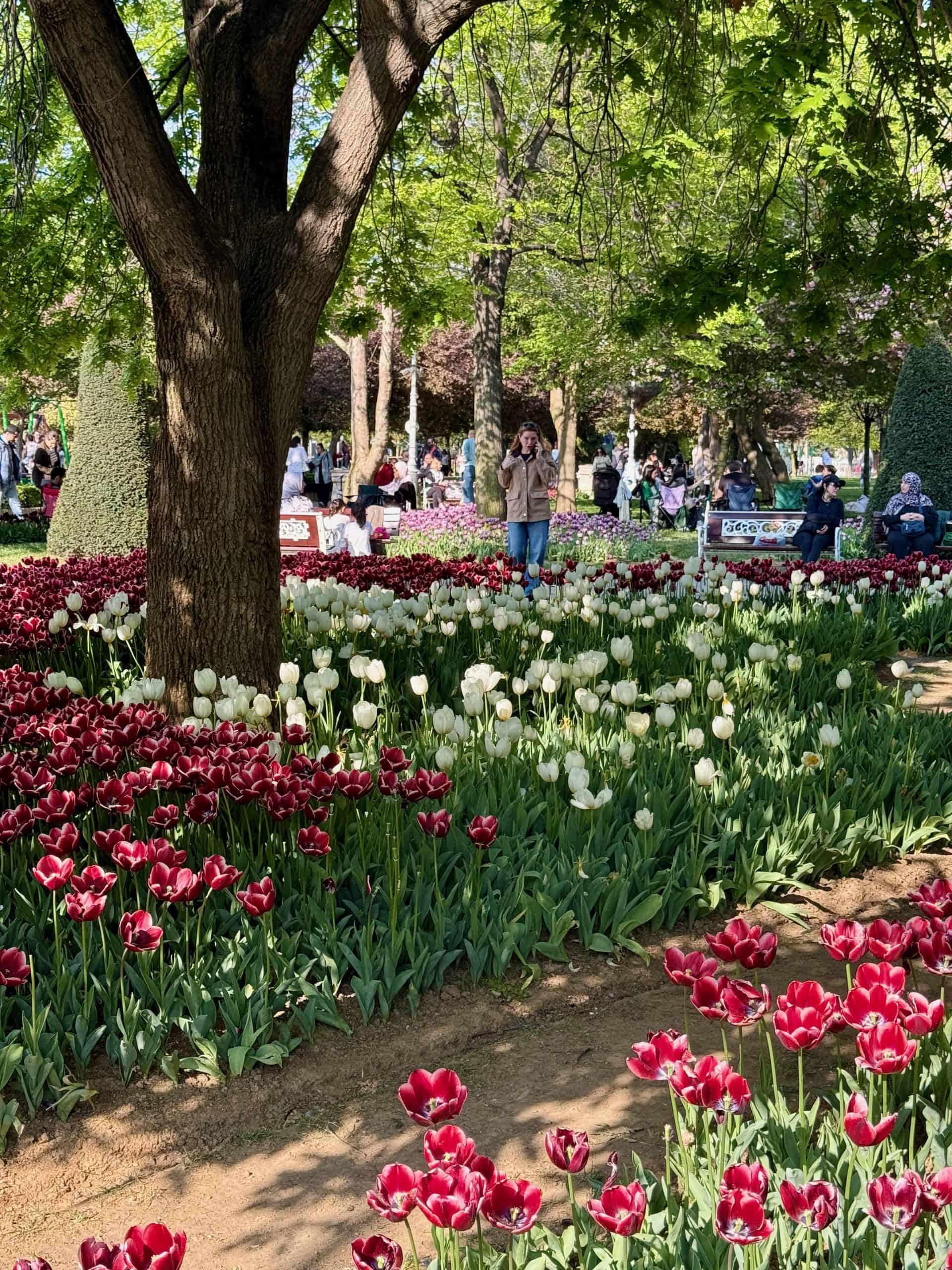 A park filled with tulips during spring in Istanbul