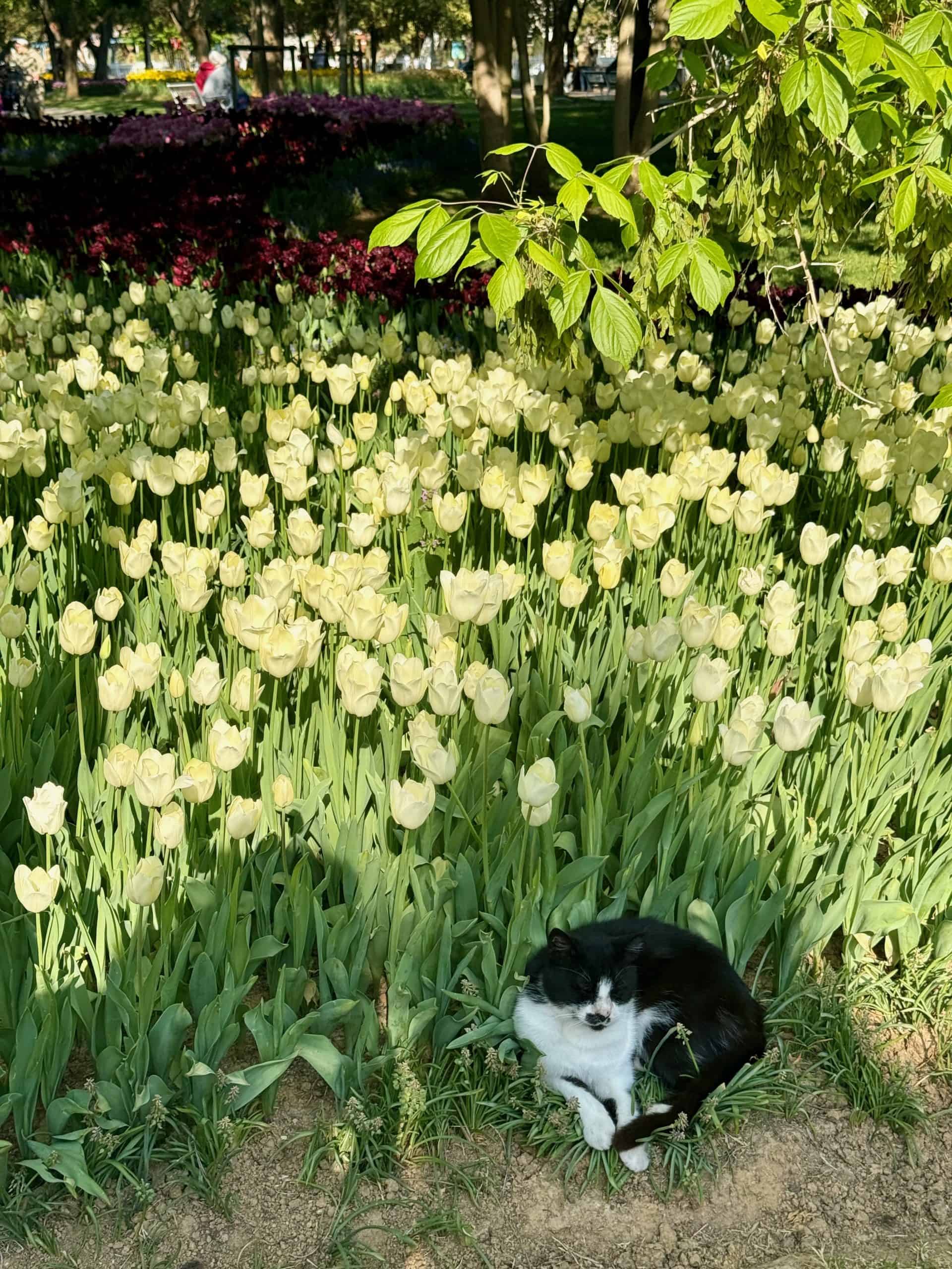 A cat sat by blooming white tulips in a park in Istanbul