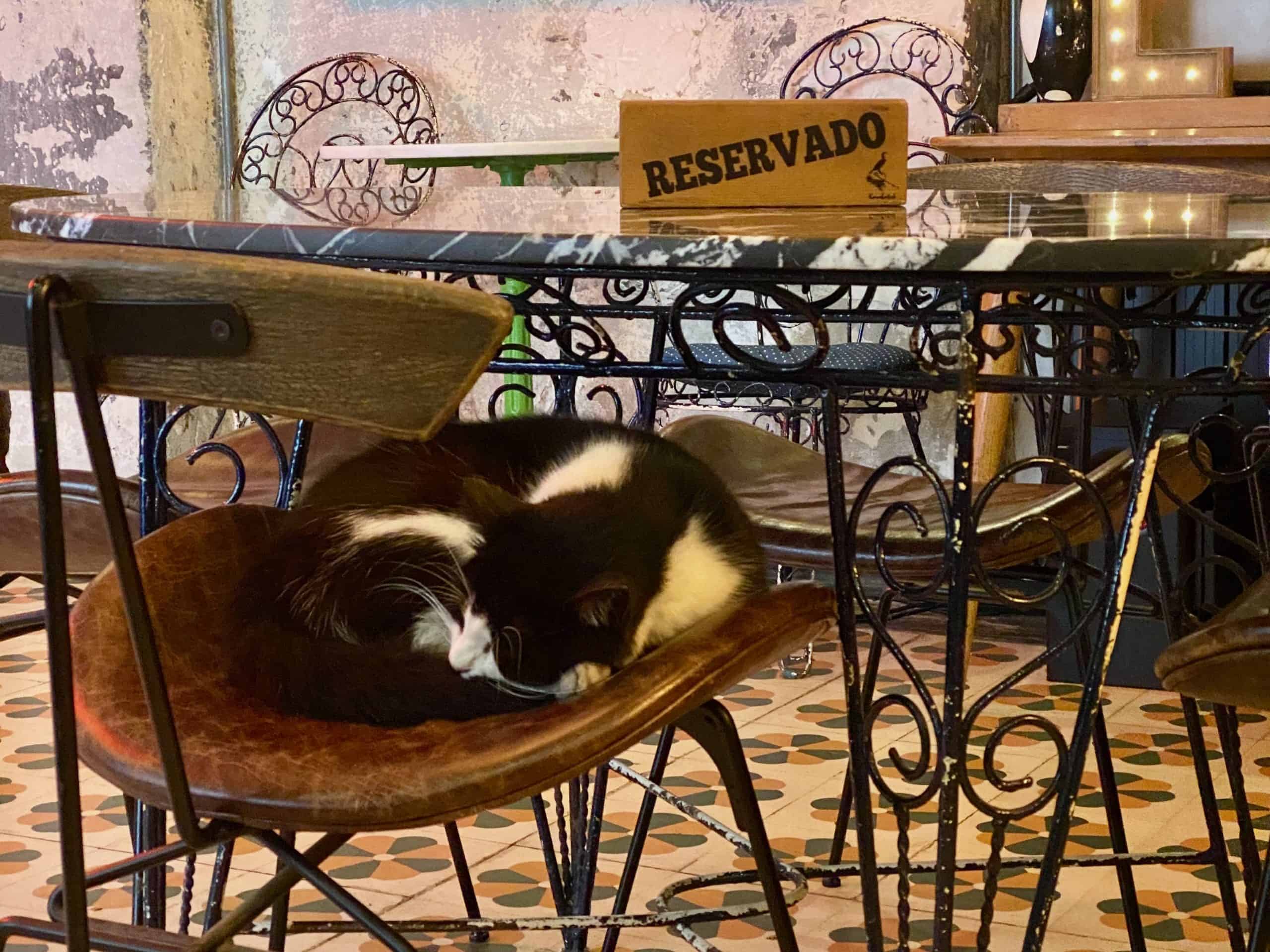 A cat sleeping on a chair inside a coffeeshop in Istanbul.